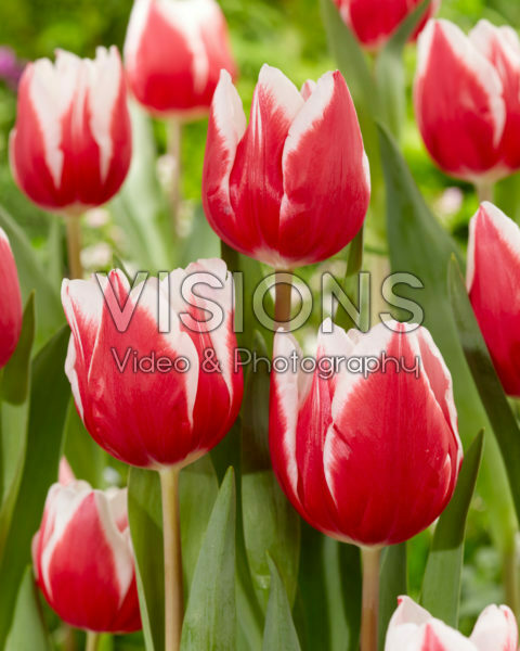Tulipa Stargazer Tulipa Stargazer