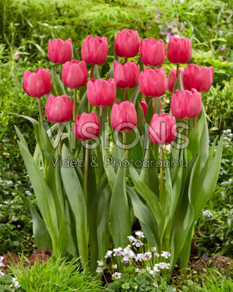 Tulipa Tai Chi Tulipa Tai Chi