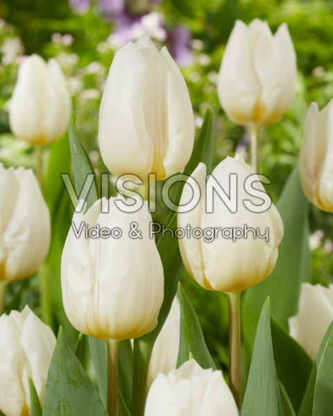 Tulipa White Prince Tulipa White Prince