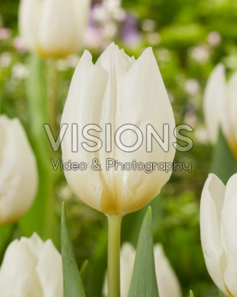Tulipa White Prince Tulipa White Prince