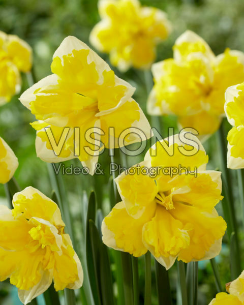 Narcissus Banana Splash