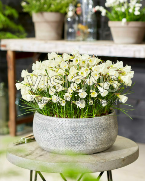 Narcissus White Petticoat Narcissus White Petticoat