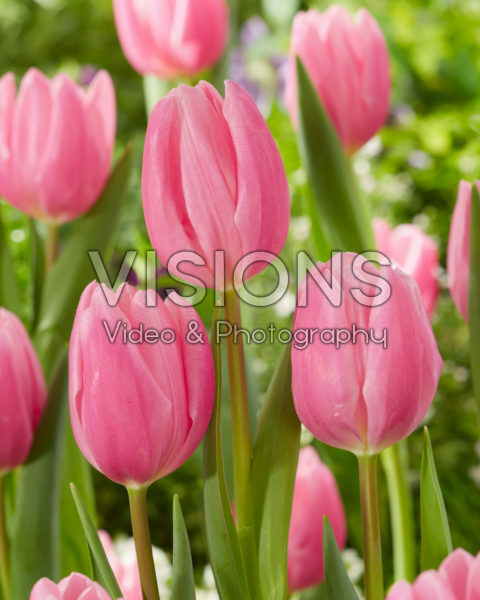 Tulipa Sweet Telle Tulipa Sweet Telle