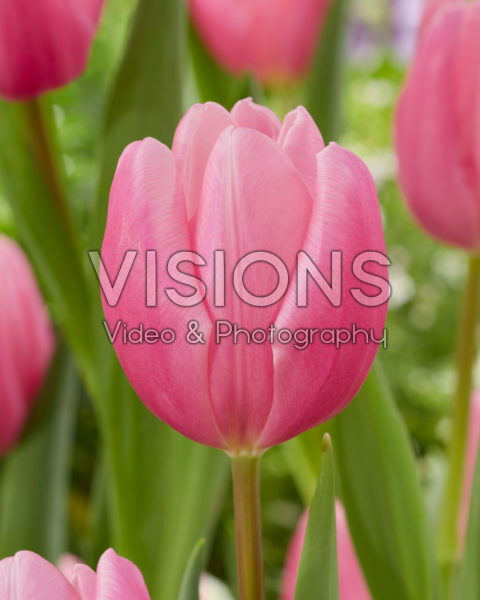 Tulipa Sweet Telle Tulipa Sweet Telle