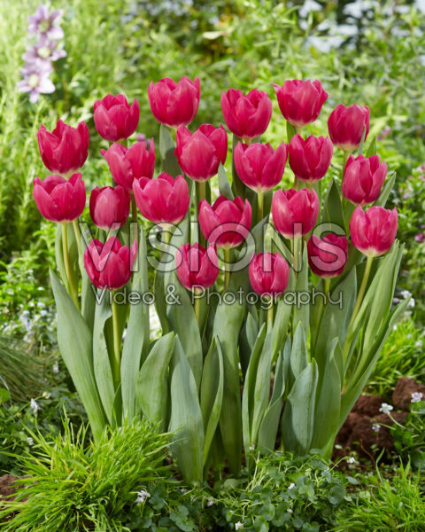 Tulipa Galibier Tulipa Galibier
