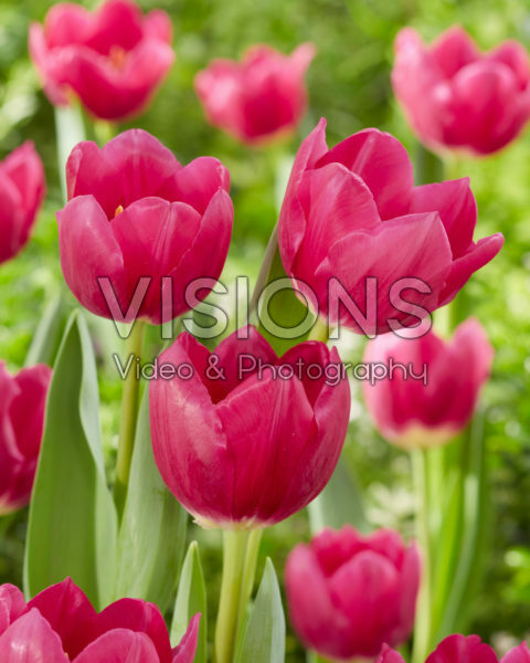 Tulipa Galibier Tulipa Galibier