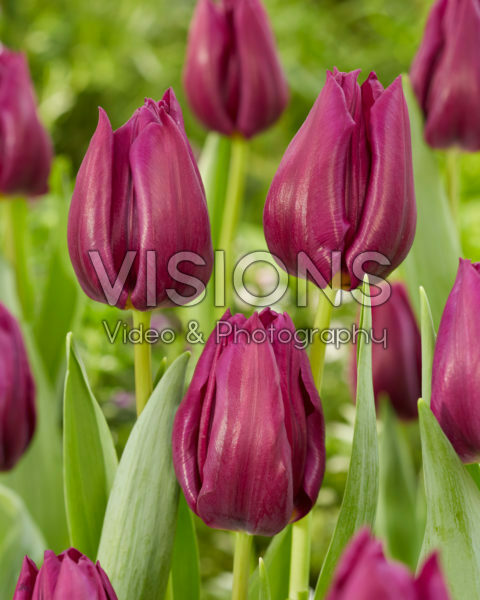 Tulipa Purple Valley Tulipa Purple Valley