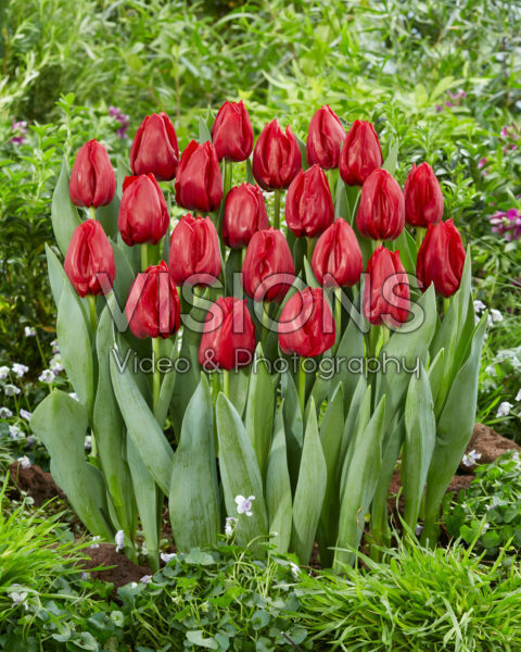 Tulipa Seadov Tulipa Seadov