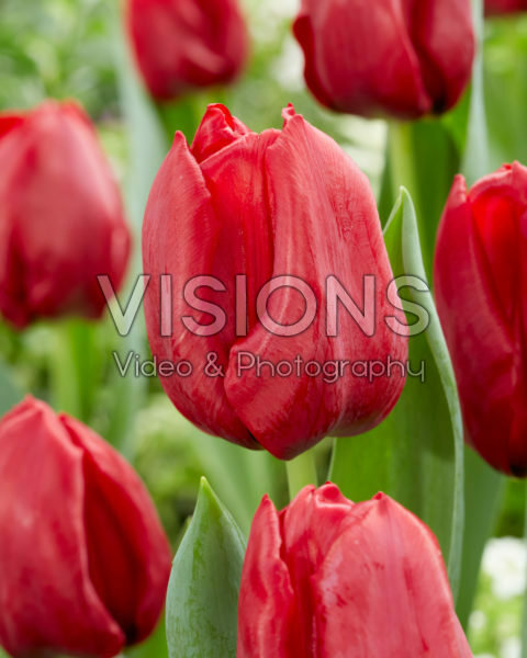 Tulipa Seadov Tulipa Seadov