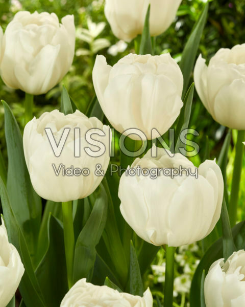 Tulipa Maiko San Tulipa Maiko San