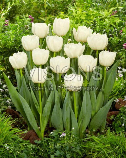 Tulipa Maiko San Tulipa Maiko San