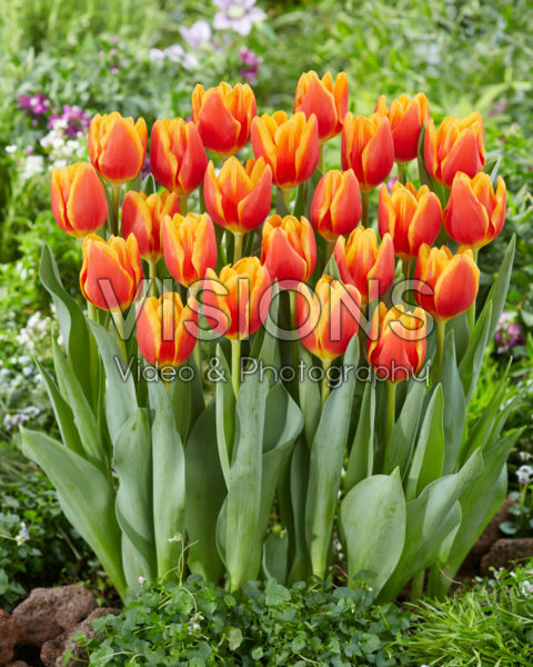 Tulipa Carpe Diem