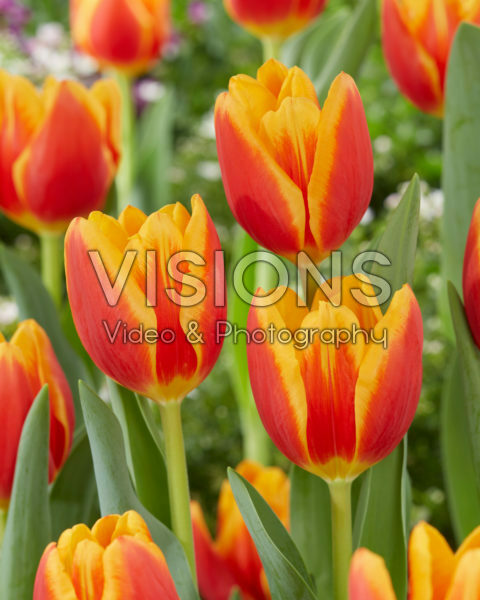 Tulipa Carpe Diem Tulipa Carpe Diem