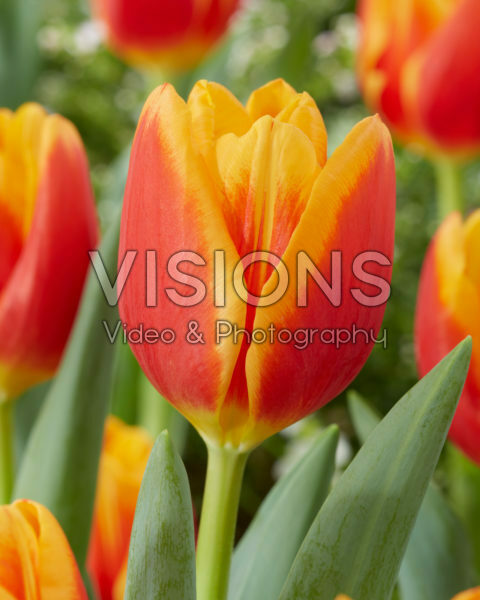 Tulipa Carpe Diem