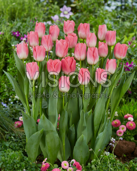 Tulipa-dynastie Tulipa-dynastie