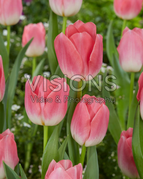 Tulipa Dynasty Tulipa Dynasty