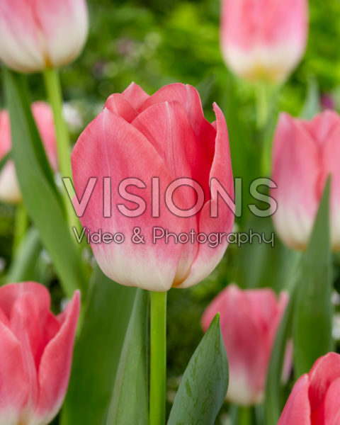 Tulipa-dynastie