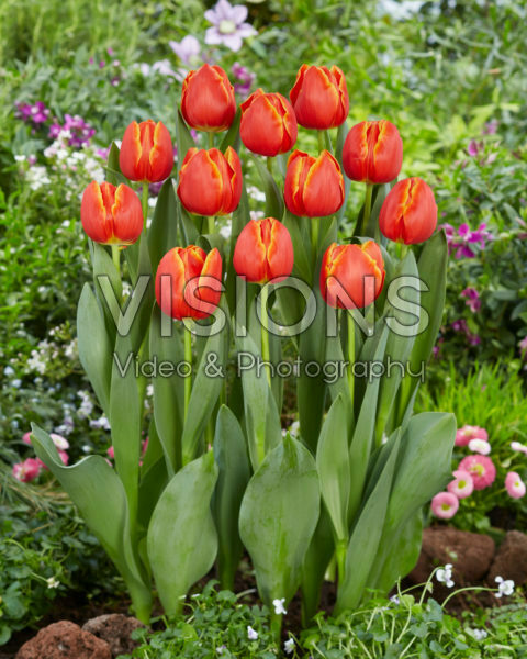 Tulipa Esta Bonita Tulipa Esta Bonita