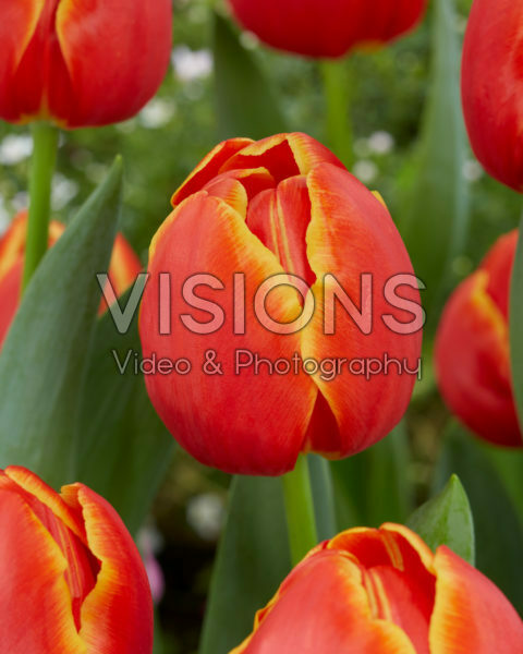 Tulipa Esta Bonita
