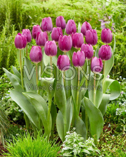 Tulipa Roeska Tulipa Roeska