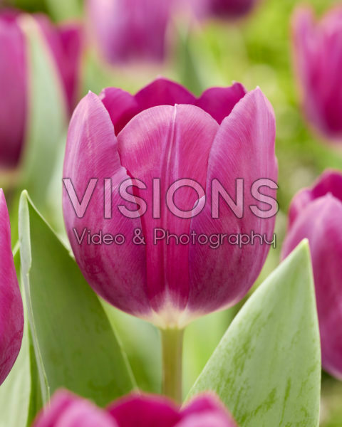 Tulipa Roeska Tulipa Roeska