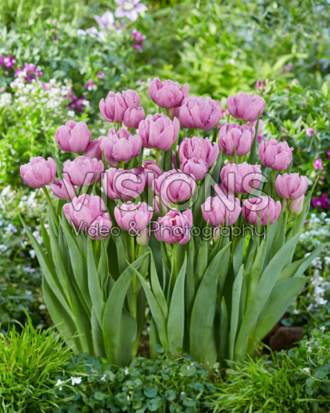 Tulipa Kickstart Tulipa Kickstart