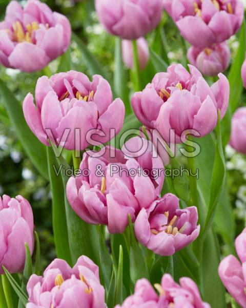 Tulipa Kickstart Tulipa Kickstart