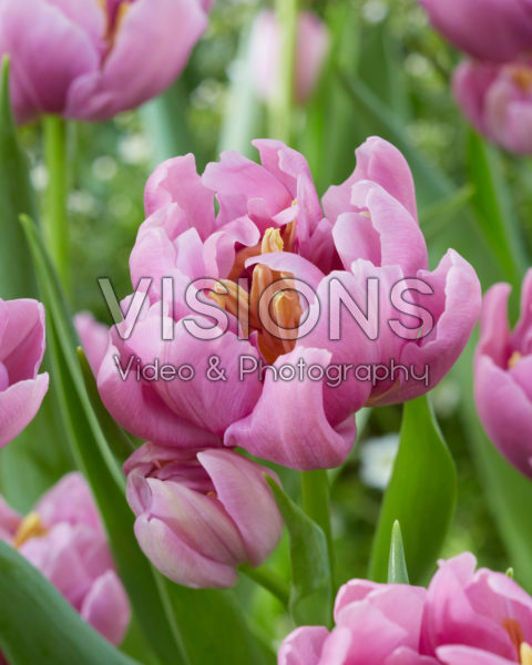 Tulipa Kickstart