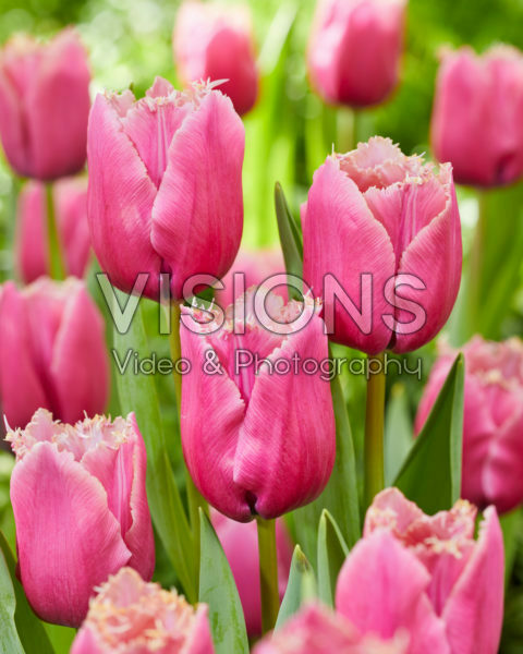 Tulipa Louvre Tulipa Louvre