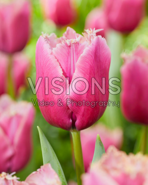 Tulipa Louvre