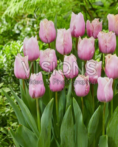 Tulipa Versailles Tulipa Versailles