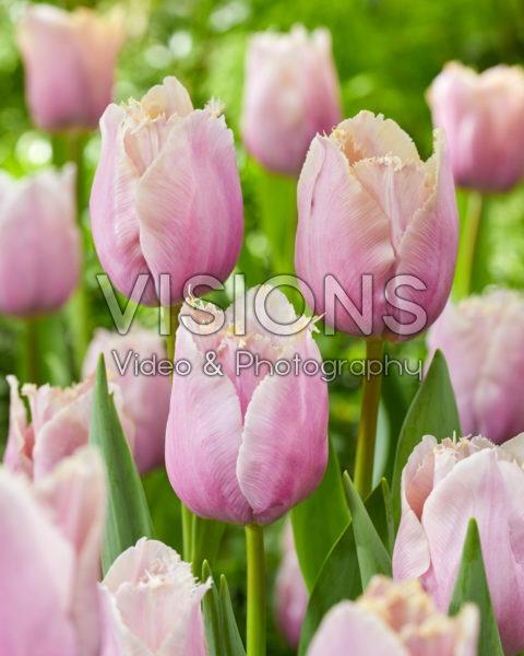 Tulipa Versailles Tulipa Versailles