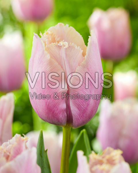 Tulipa Versailles Tulipa Versailles