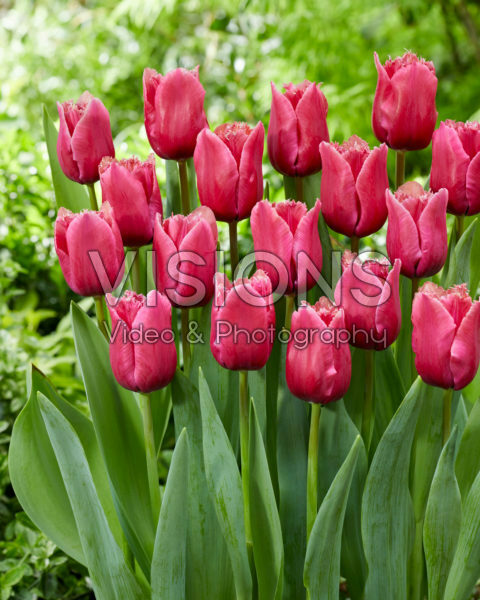 Tulipa Arc de Triomphe Tulipa Arc de Triomphe