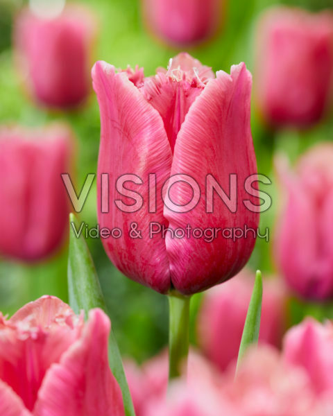 Tulipa Arc de Triomphe Tulipa Arc de Triomphe