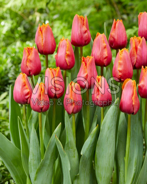 Tulipa Louvre Orange Tulipa Louvre Orange