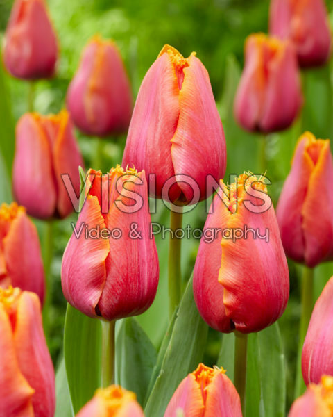 Tulipa Louvre Orange