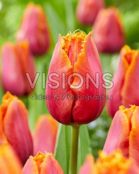 Tulipa Louvre Orange Tulipa Louvre Orange