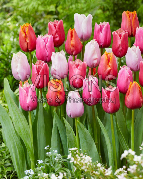 Tulipa Fringed Mix Tulipa Fringed Mix
