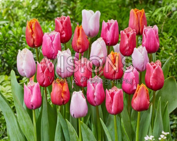 Tulipa Fringed Mix Tulipa Fringed Mix