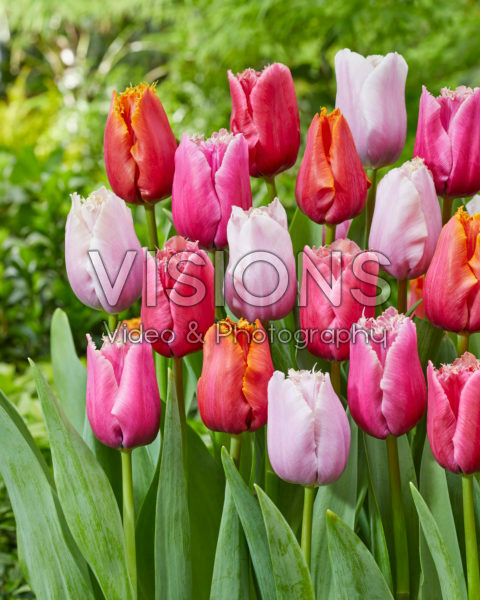 Tulipa Fringed Mix Tulipa Fringed Mix