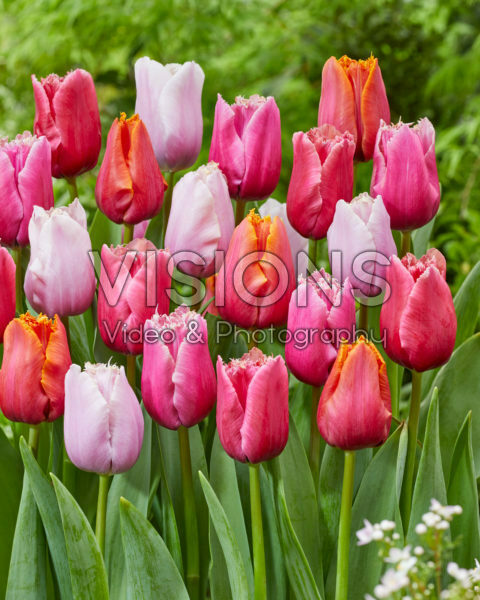 Tulipa Fringed Mix