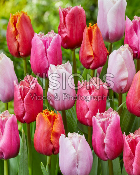 Tulipa Fringed Mix Tulipa Fringed Mix