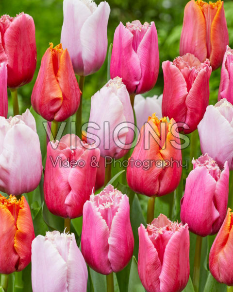 Tulipa Fringed Mix Tulipa Fringed Mix