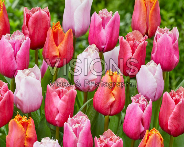 Tulipa Fringed Mix