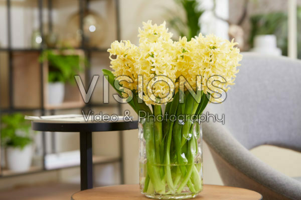 Hyacinthus Golden Crown
