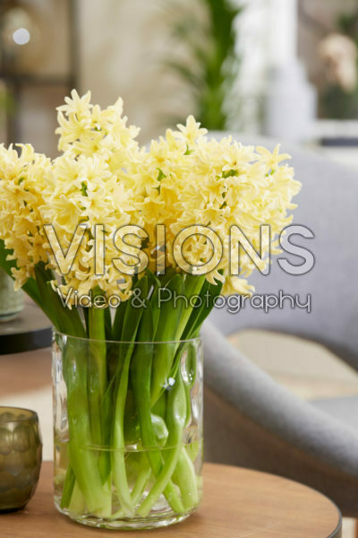 Hyacinthus Golden Crown Hyacinthus Golden Crown