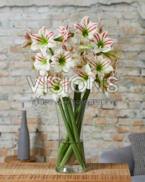 Hippeastrum Ambiance