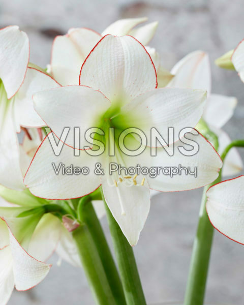 Hippeastrum Picotee Hippeastrum Picotee