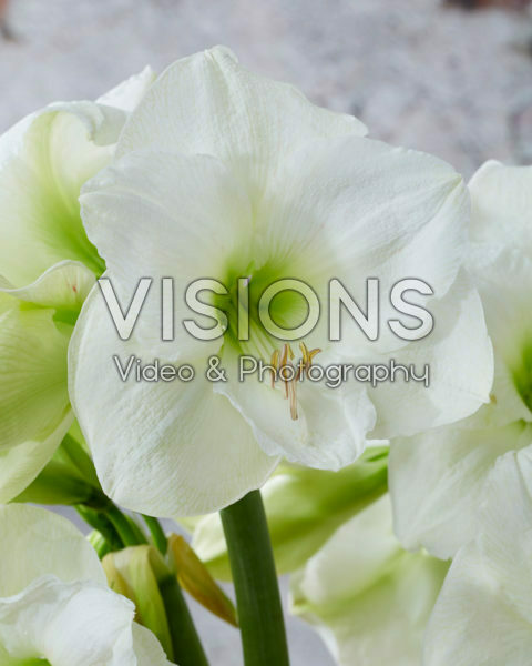 Hippeastrum Mont Blanc Hippeastrum Mont Blanc